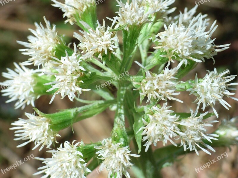 Flower Inflorescence Inflorescences Bloom Blossom