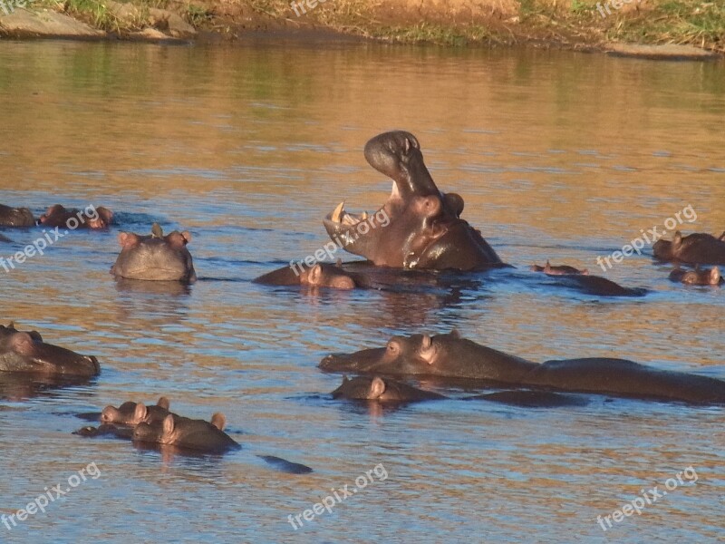 Hippo Hippopotamus Water Africa Hard