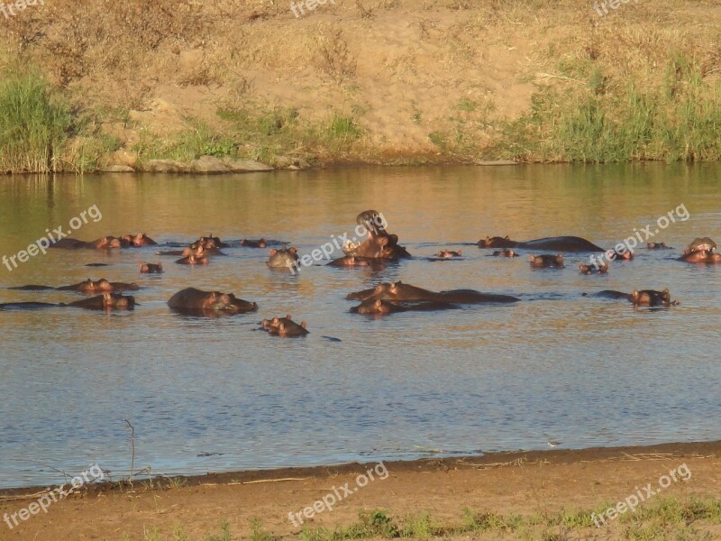 Hippo Hippopotamus Water Africa Hard