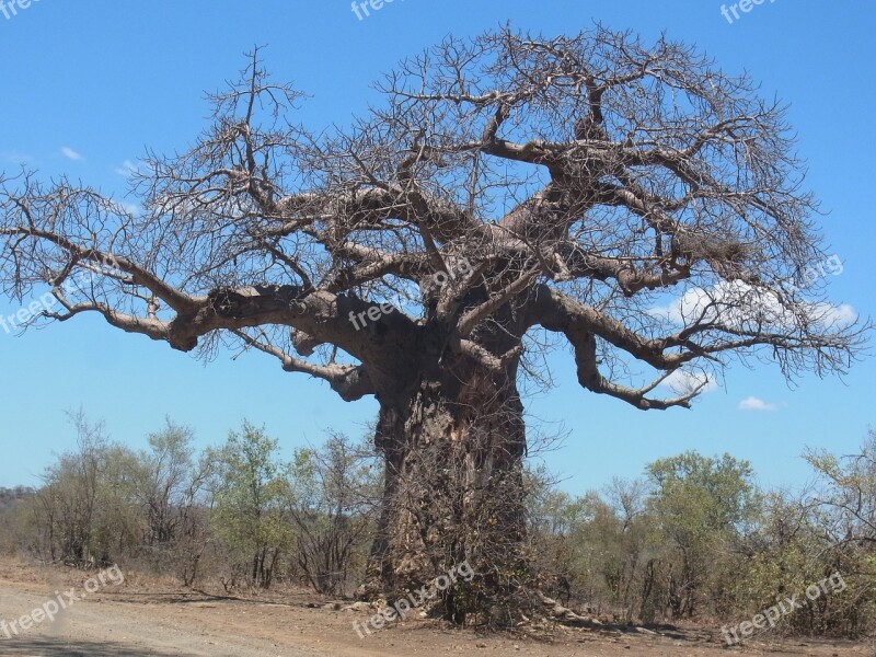 Baobab Tree Africa Free Photos