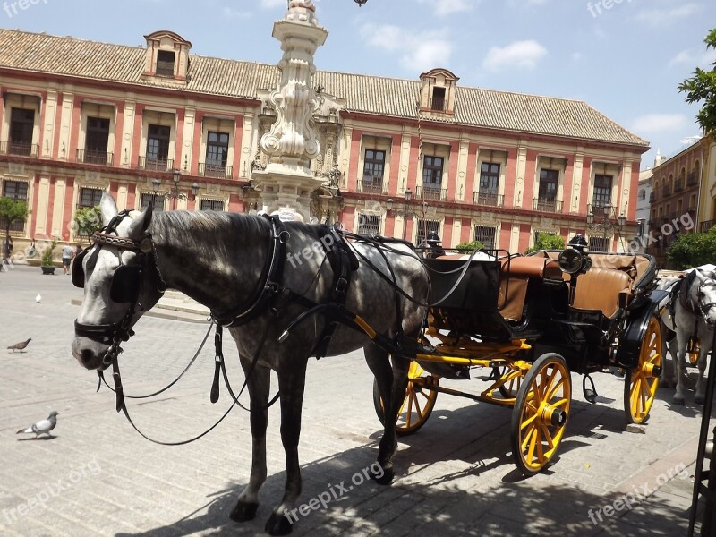 Seville Horse Plaza City Walking Tour City Centre