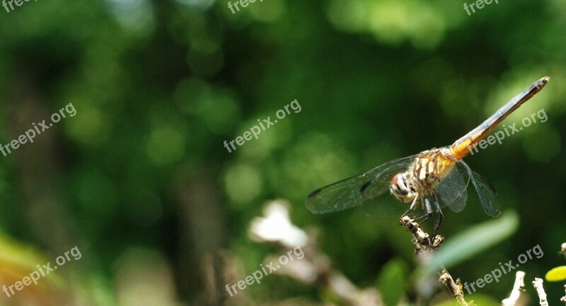 Dragonfly Insect Nature Bug Fly