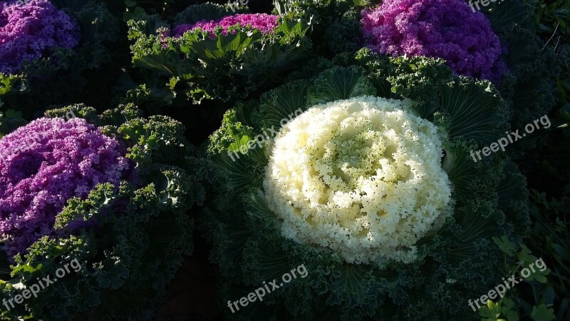 Flower Garden White Rosa Plants