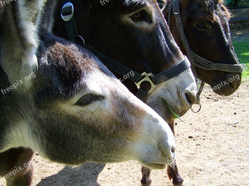 Donkeys Pets Ungulates Animals Horses