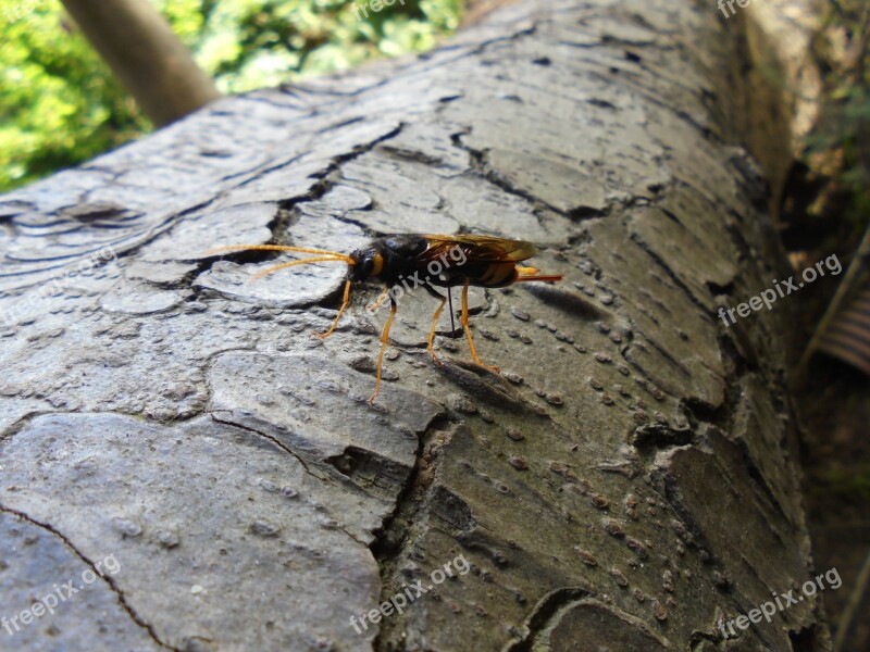 Insect Tree Bark Bark Nature Wood