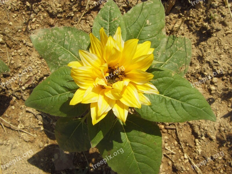 Flowers Yellow Plants Yellow Flower Blossom