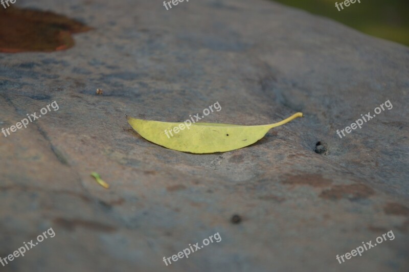 Defoliation Leaves On The Stone Early Autumn Stone Sidewalk