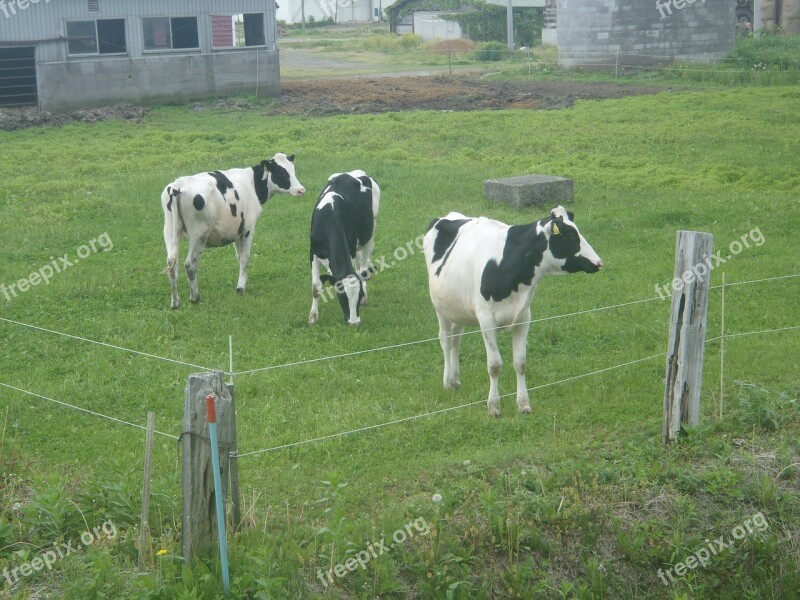 Cow Cattle Holstein Dairy Cattle Green Grass