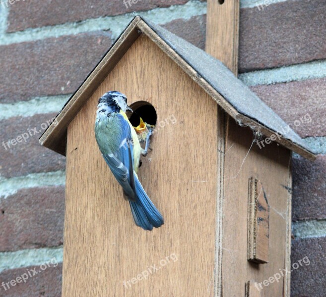 Bird Pimpelmeesje Birdhouse Feeding Little Birds