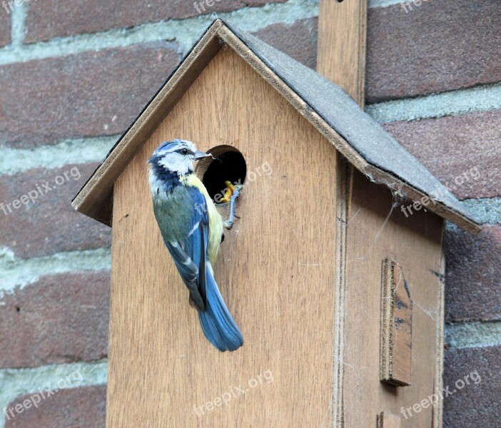 Bird Pimpelmeesje Birdhouse Free Photos