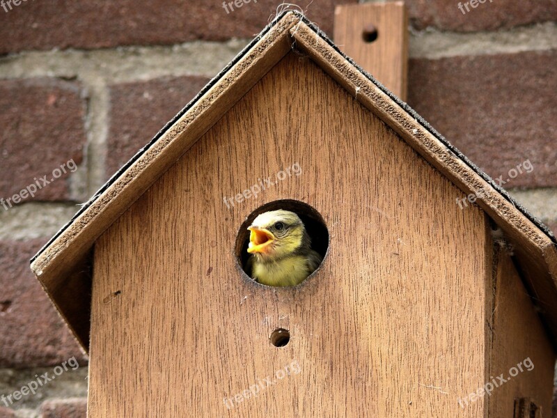 Bird Pimpelmeesje Birdhouse Free Photos