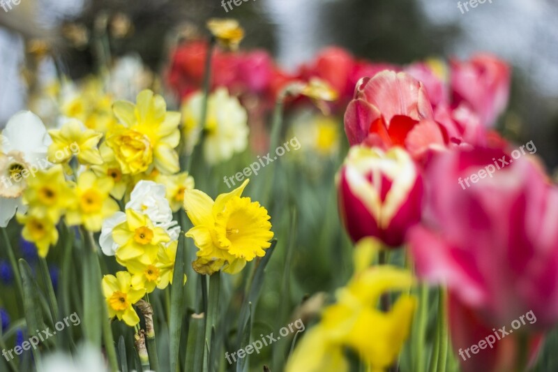 Tulip Daffodil Flower Spring Nature