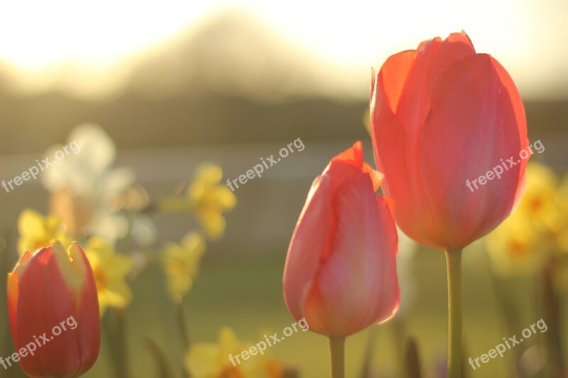 Tulip Flower Spring Nature Floral