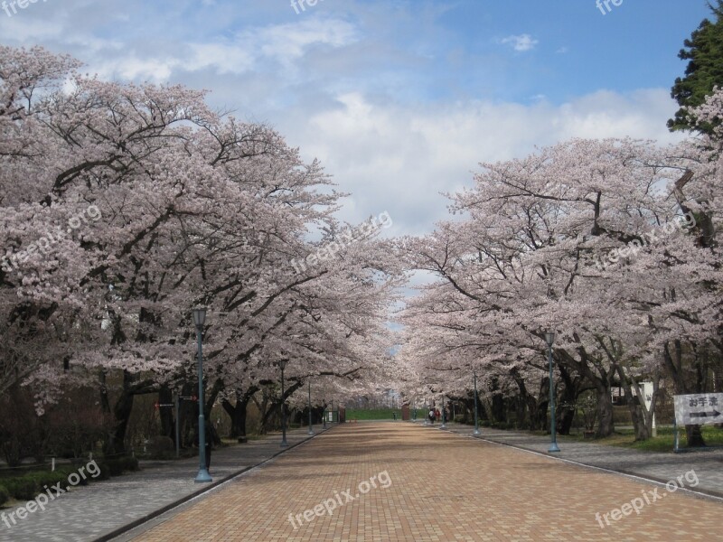 Cherry Blossoms Wood Pink Cherry Tree Japan