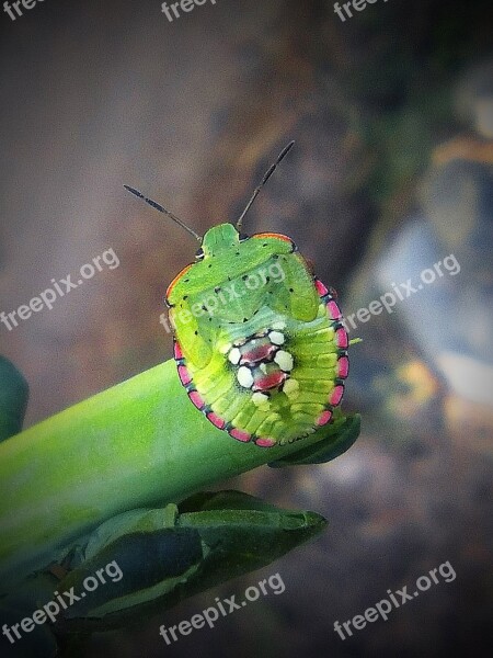 Green Beetle Stem Insect Insects Character