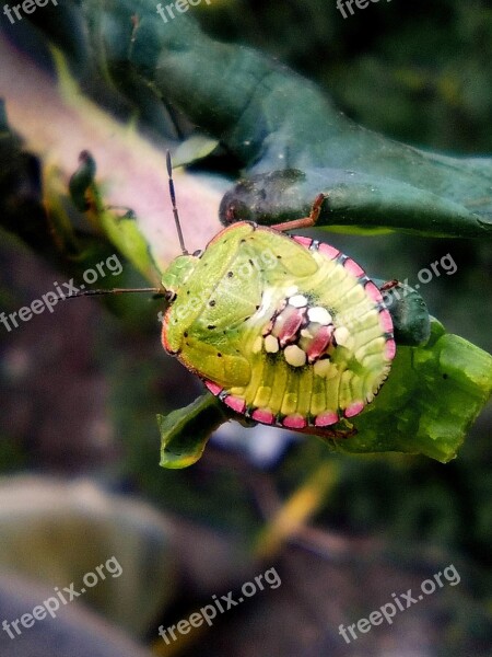 Green Beetle Insect Colors Beetle Green