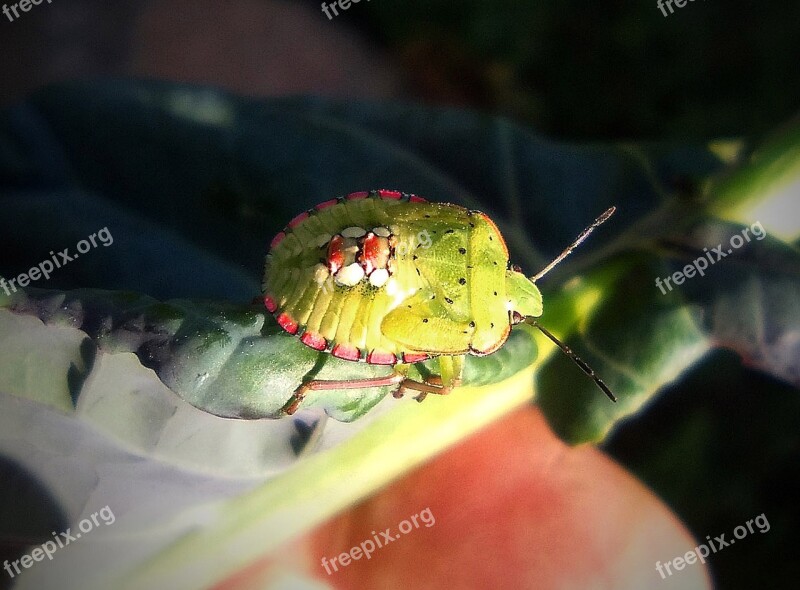 Green Beetle Insect Antennas Beetle Leaf