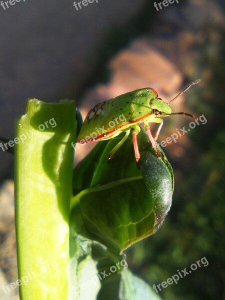 Green Beetle Col Insect Small Sunny