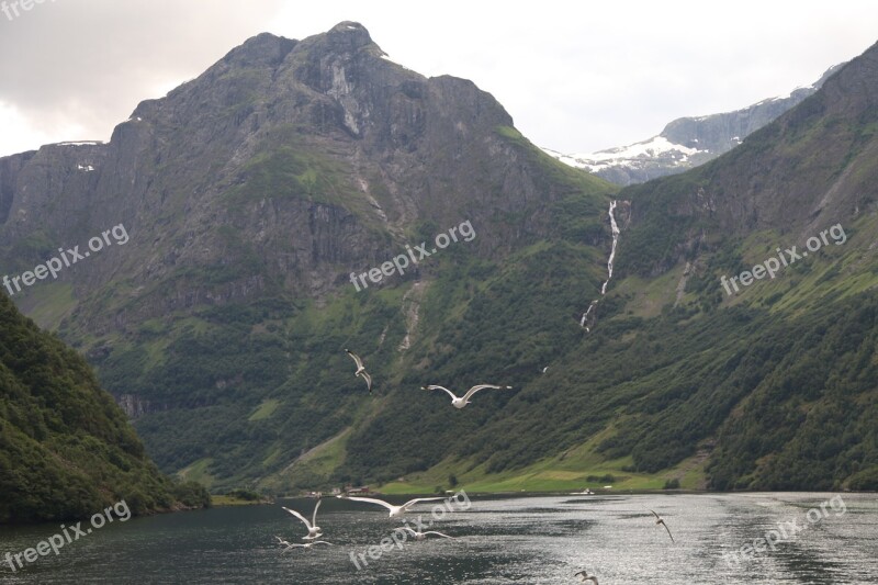 Norway Fjord Pigeon Panorama Mountain