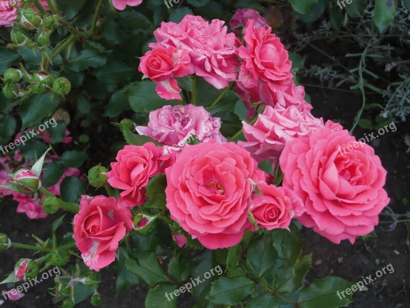 Roses Pink Roses Blossom Bloom Garden