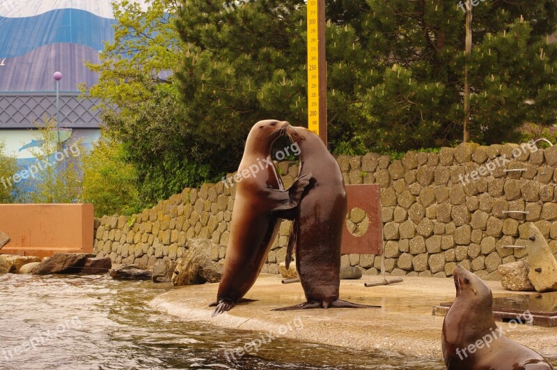 Sea ​​lion Friends Love Statues Bronze