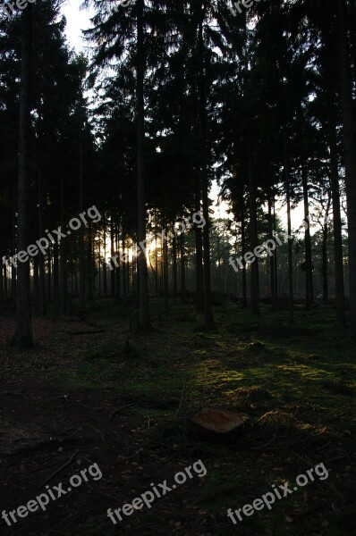 Forest Trees Evening Tall Grass