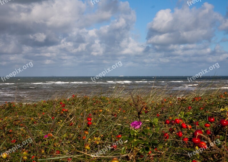 Sea North Sea Holland Coast Water