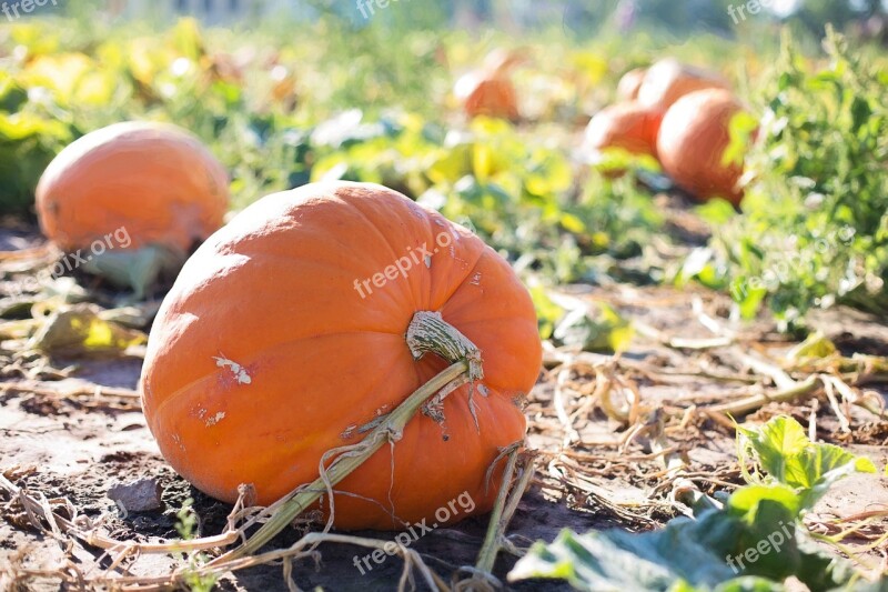 Giant Pumpkins Pumpkins Autumn Fall Orange