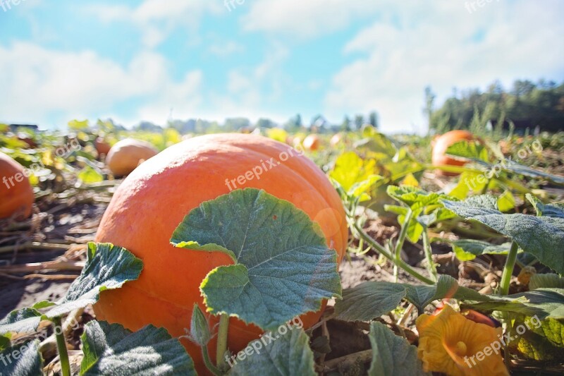 Giant Pumpkins Pumpkins Autumn Fall Orange