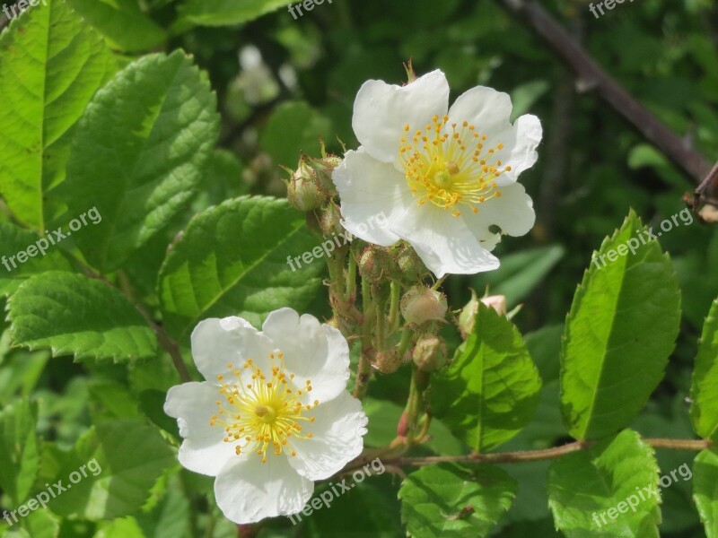 Rose Flower Blooming Blossoms Plant