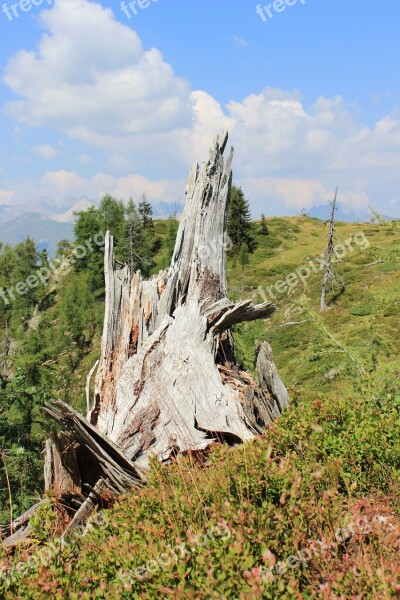 Tree Stump Mountain Landscape Vermoderndes Wood Pasture Forest