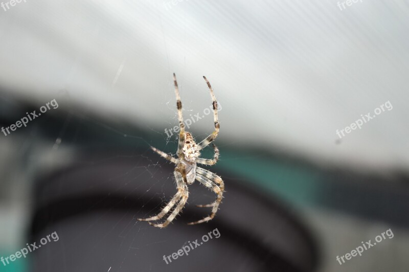 Spider Spiders Insects Animals Free Photos