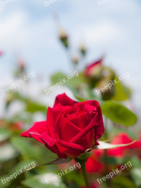 Flowers Rose Sunshine Red Flowers Red