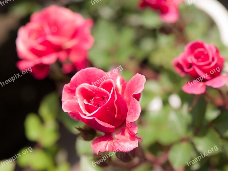 Flowers Rose Sunshine Pink Flower Miniature Roses