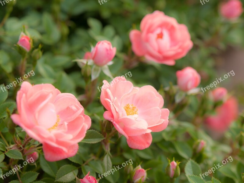 Flowers Sunshine Rose Plant Orange