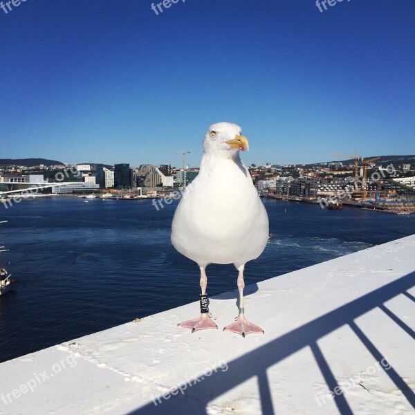 Herring Gull Ring Brand Ferry Free Photos