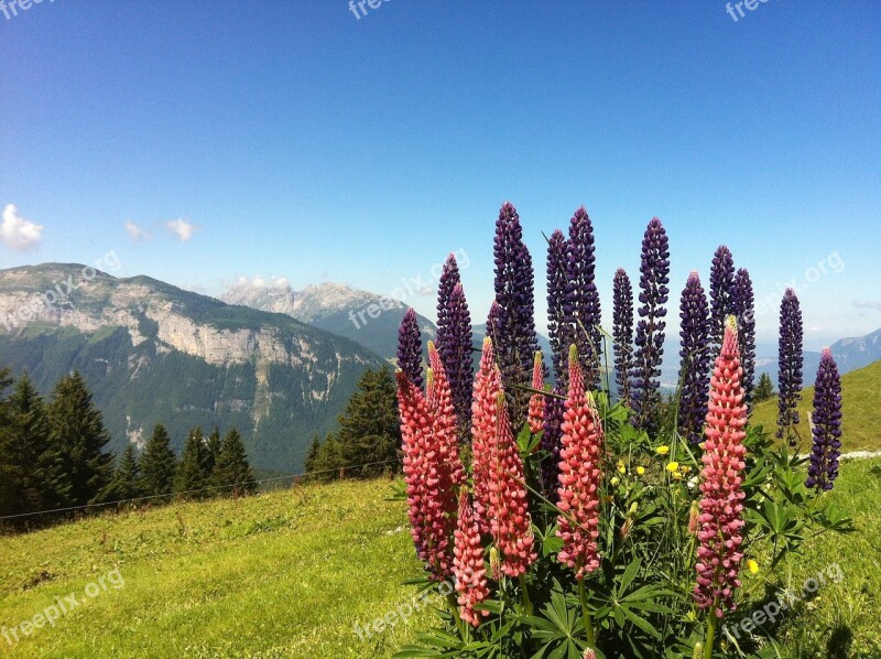 Flowers Haute-savoie Alps Wild Lupins Free Photos