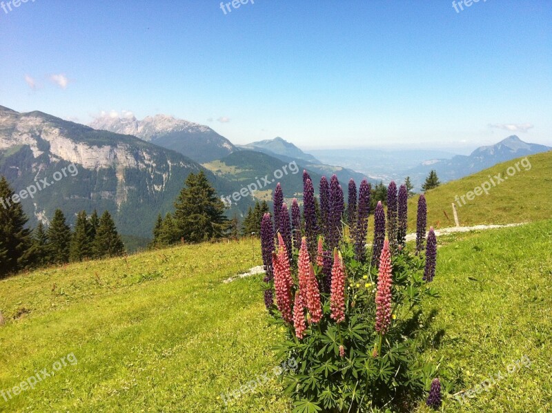 Haute-savoie Alps Mountain Flowers Free Photos