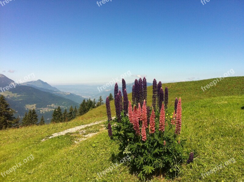 Lupine Mountain Flower Alps Haute-savoie Free Photos