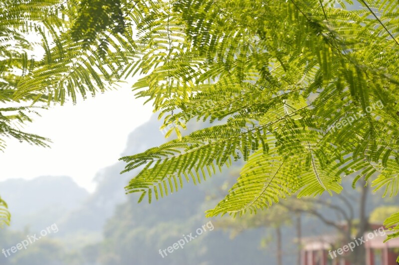 Fresh Nature Acacia Tree Bucolic Free Photos