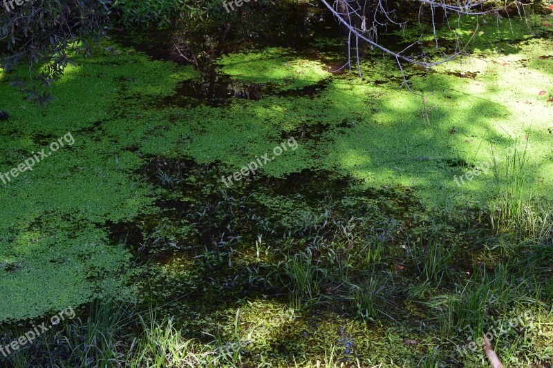 River Water Water Plants Stream Green