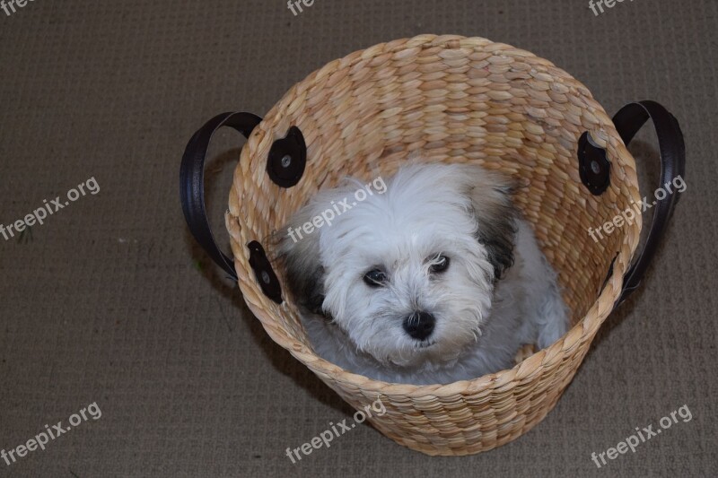 Puppy Basket Maltese Shih Tzu Pet Dog