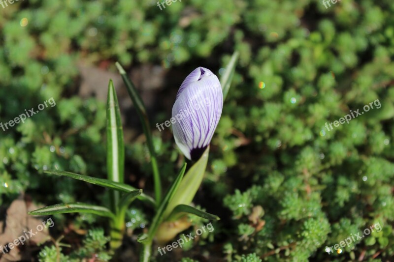 Spring Spring Flowers Flower Garden Flower Green