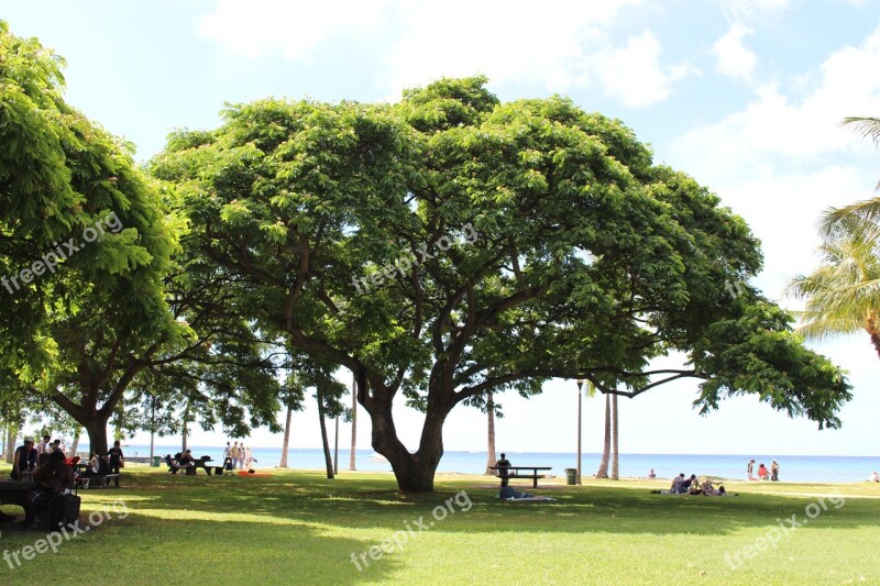 South Island Hawaii Big Tree Summer Blue Sky