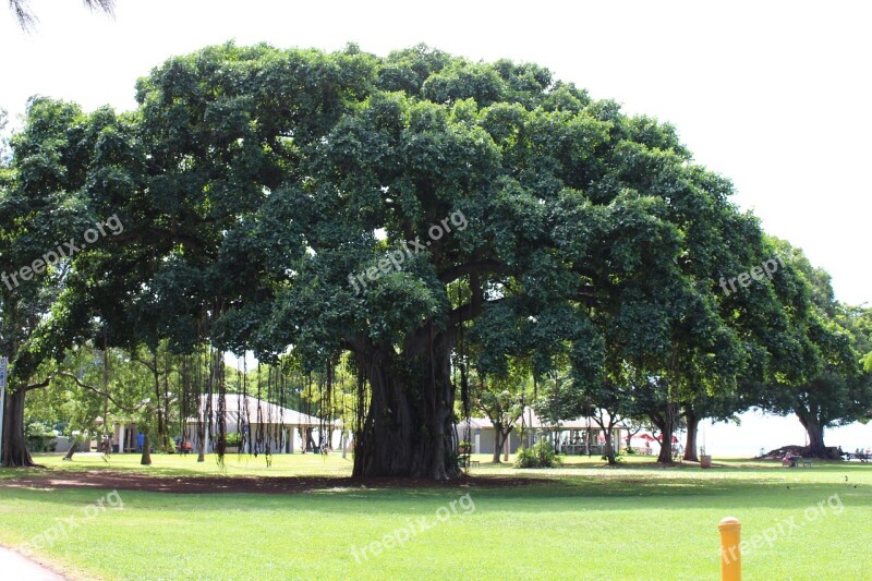 Hawaii Big Tree Summer Blue Sky Sunshine