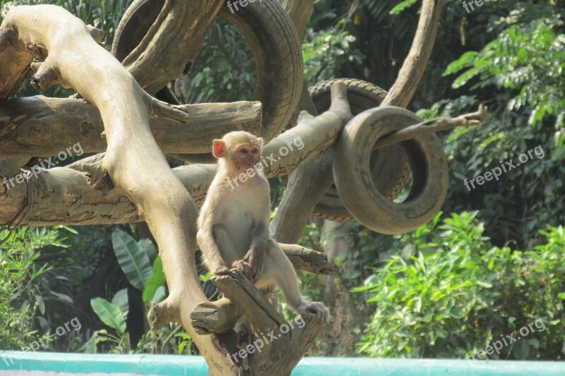 Monkey Tree Zoo Myanmar Burma