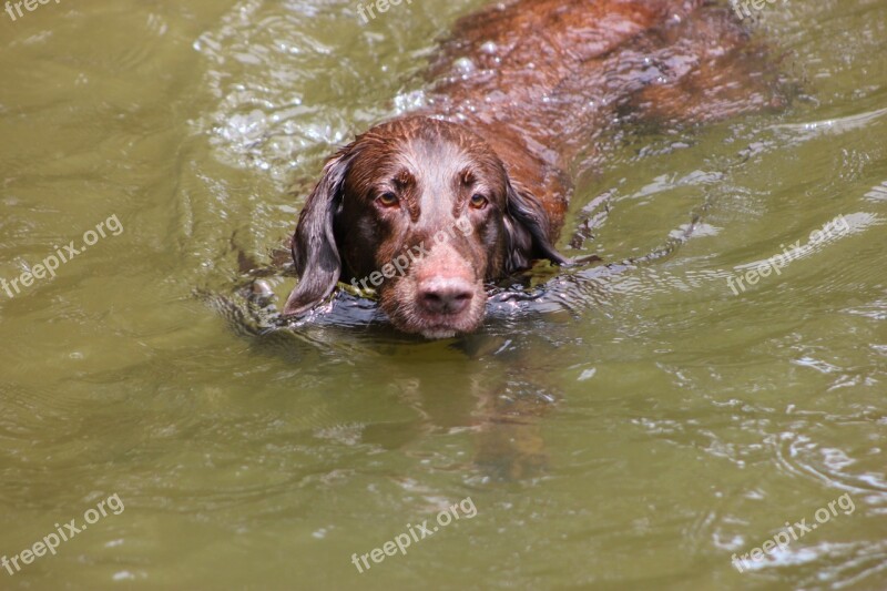 Dog Swimming Lake Water Brown