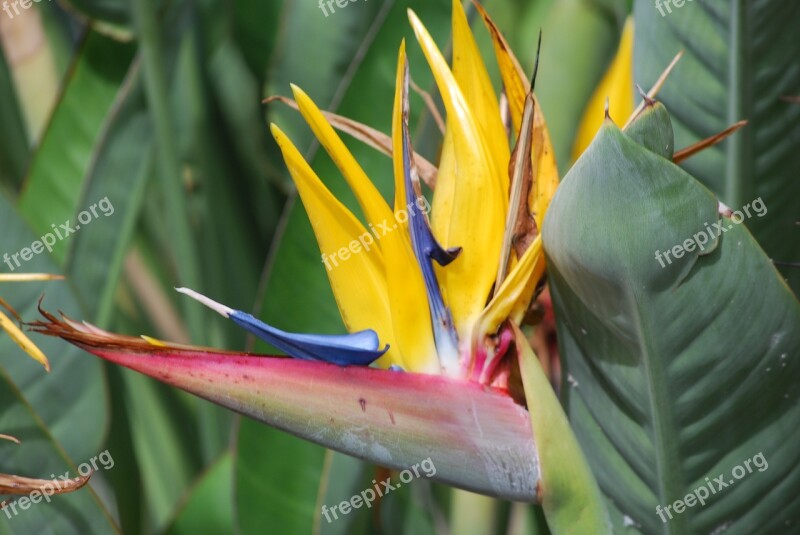 Bird Of Paradise Flower Garden Botanical Free Photos