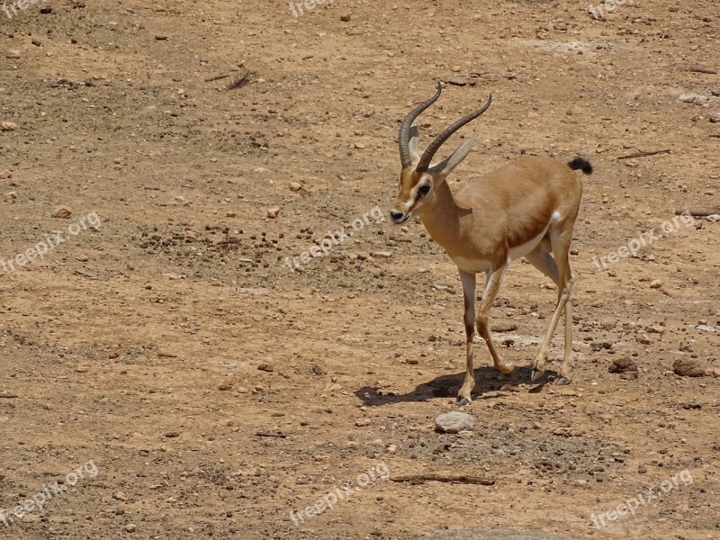 Gazelle Animal Wild Animals Africa Free Photos