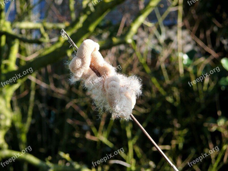 Plant Cattail Overblown Free Photos